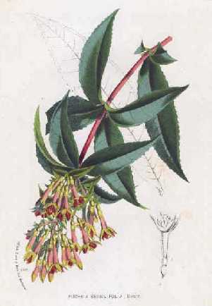 'F.sessifolia'
